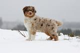 BERGER AUSTRALIEN PUPPIES 478